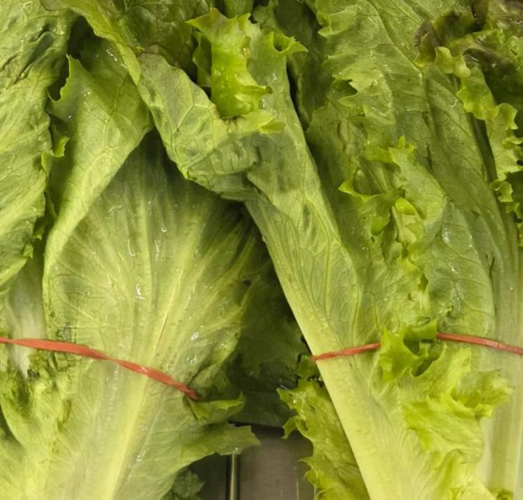 Lettuce 